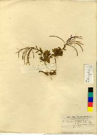 Image of Arabis serrata