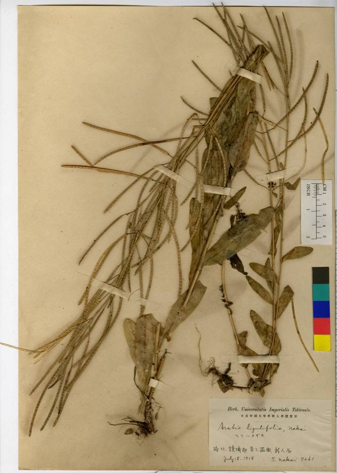 Arabis hirsuta image