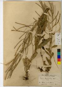 Image of Arabis hirsuta