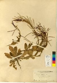 Image of Arabis stelleri