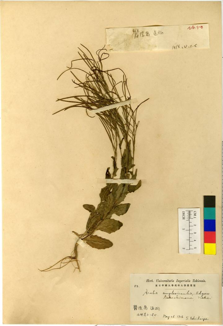 Arabis serrata image