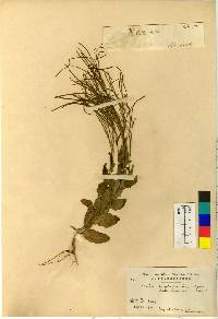 Arabis serrata image