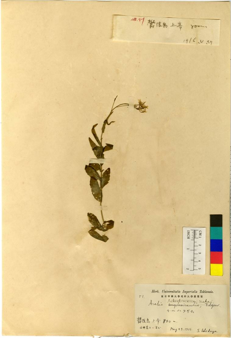 Arabis serrata image