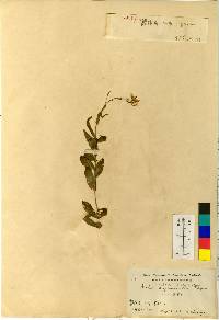 Arabis serrata image