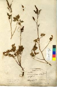 Aruncus sylvester image