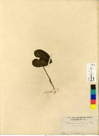 Asarum sieboldii image