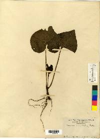 Asarum sieboldii image