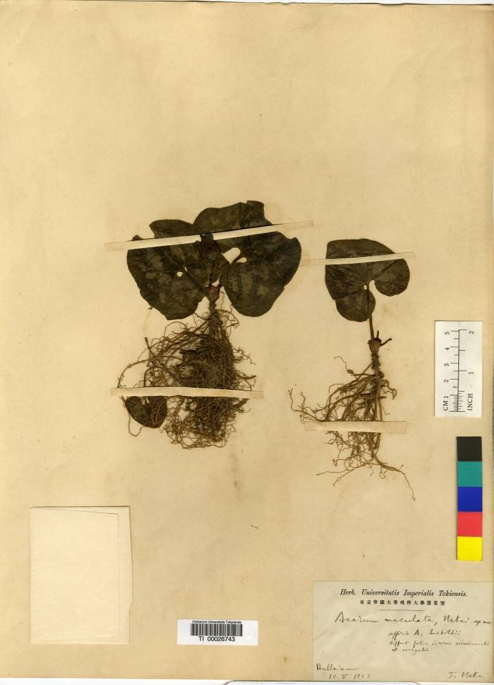 Aristolochiaceae image