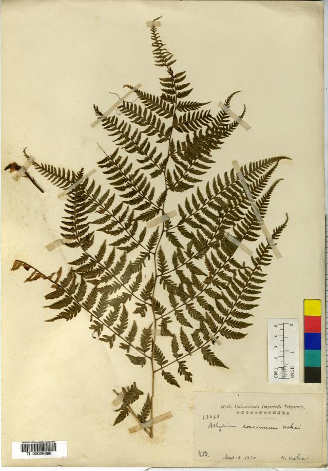 Athyrium sheareri image