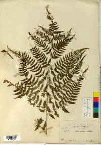 Athyrium sheareri image