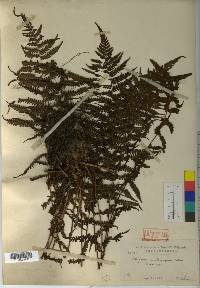 Image of Athyrium acutipinnulum