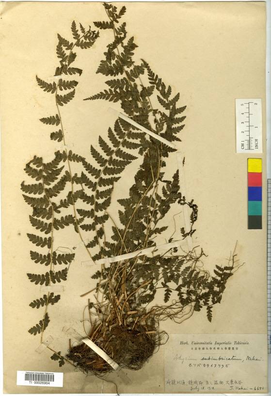 Athyrium fallaciosum image