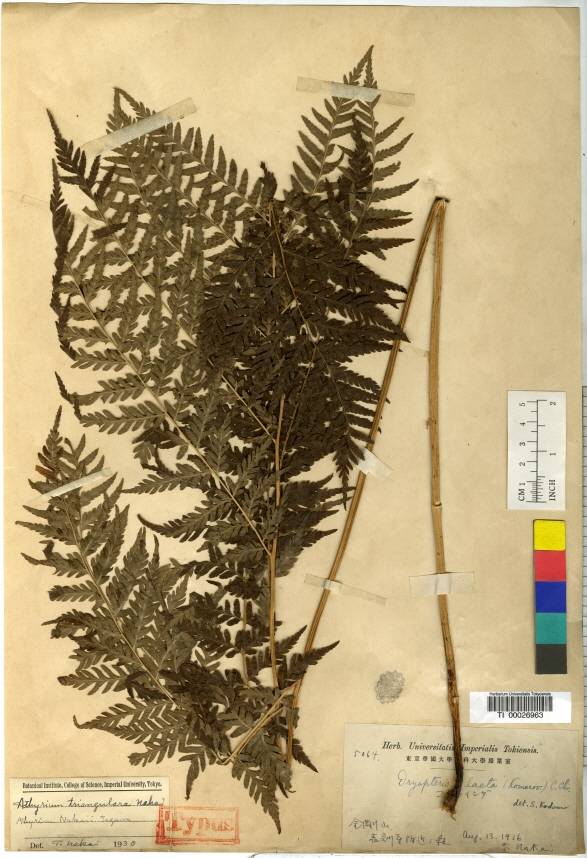Athyrium sinense image