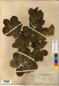 Berberis amurensis image