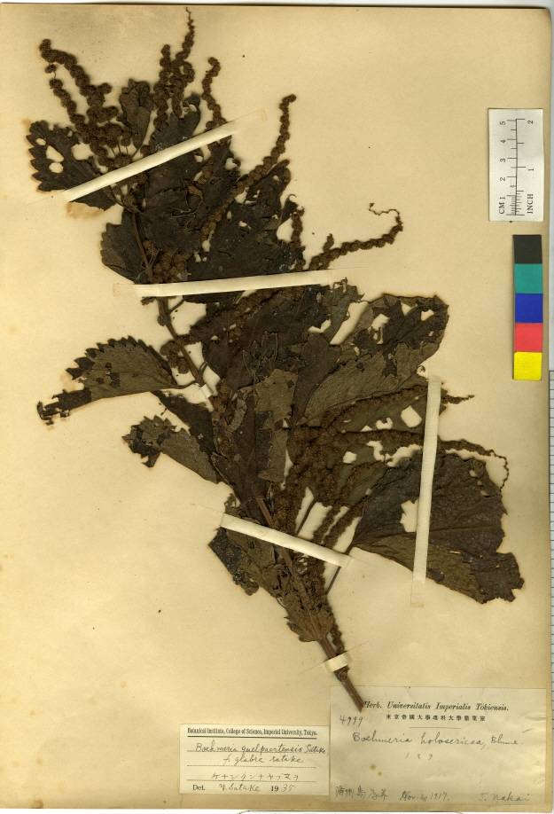 Boehmeria japonica image