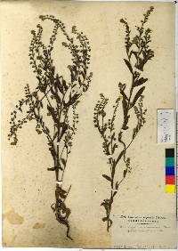 Bothriospermum secundum image