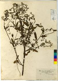 Bothriospermum secundum image