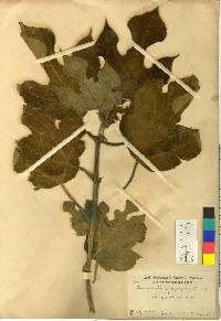 Broussonetia papyrifera image
