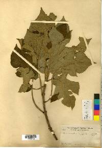 Broussonetia papyrifera image