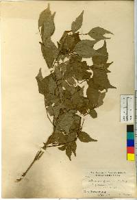 Callicarpa japonica image