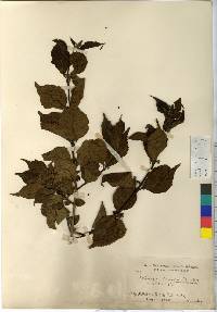 Callicarpa japonica image