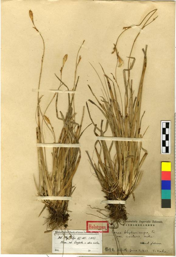Carex blepharicarpa image