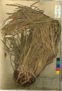 Carex blepharicarpa image