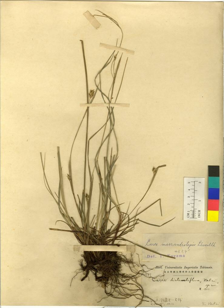 Carex oxyphylla image