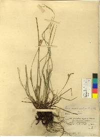Carex oxyphylla image