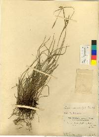 Carex oxyphylla image