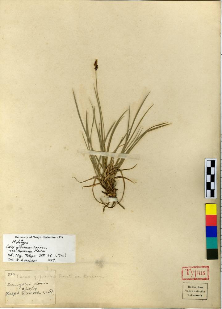 Carex gifuensis image