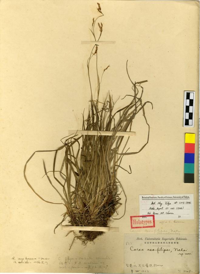 Carex tenuiformis image