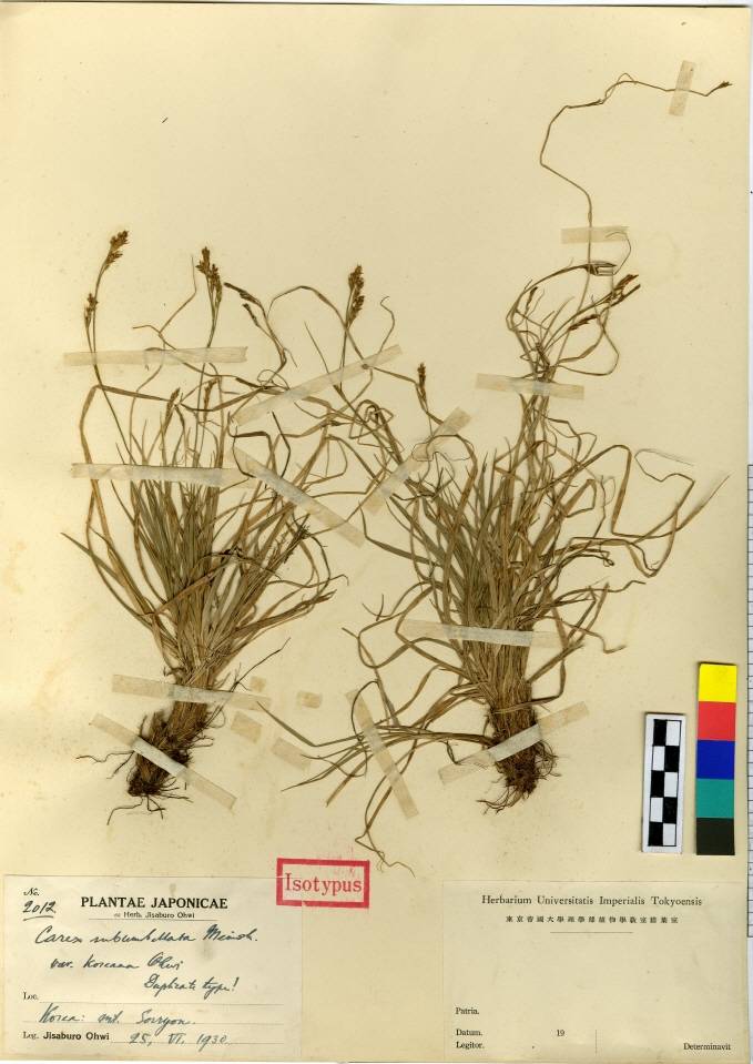 Carex subumbellata image
