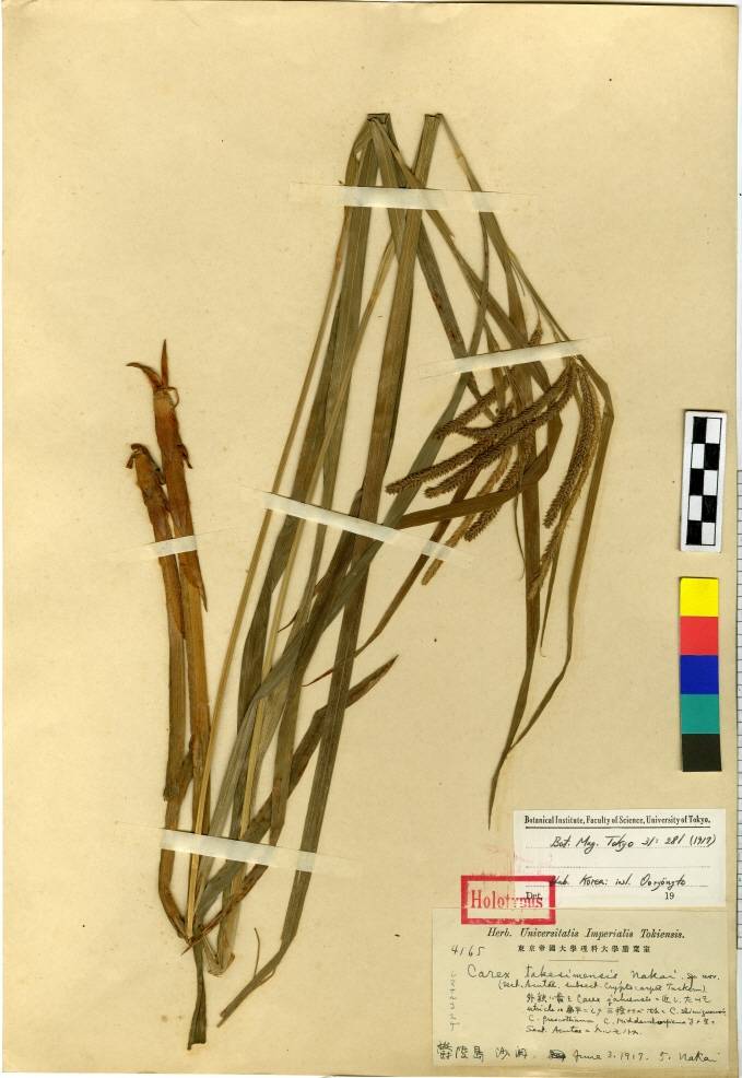 Carex shimidzensis image