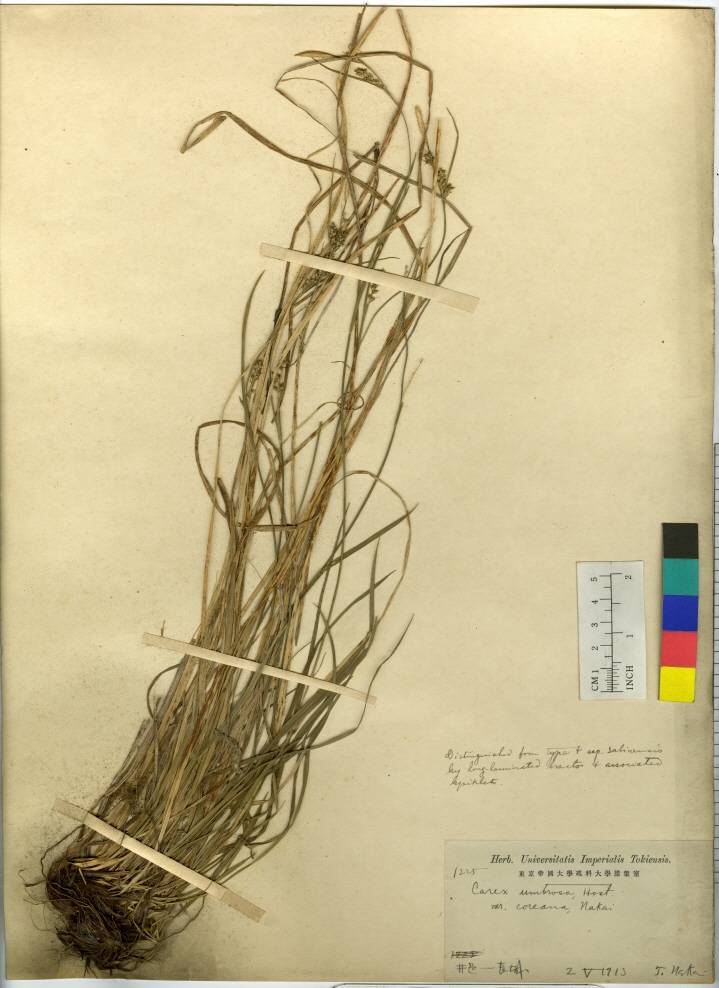 Carex fernaldiana image