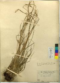 Carex fernaldiana image