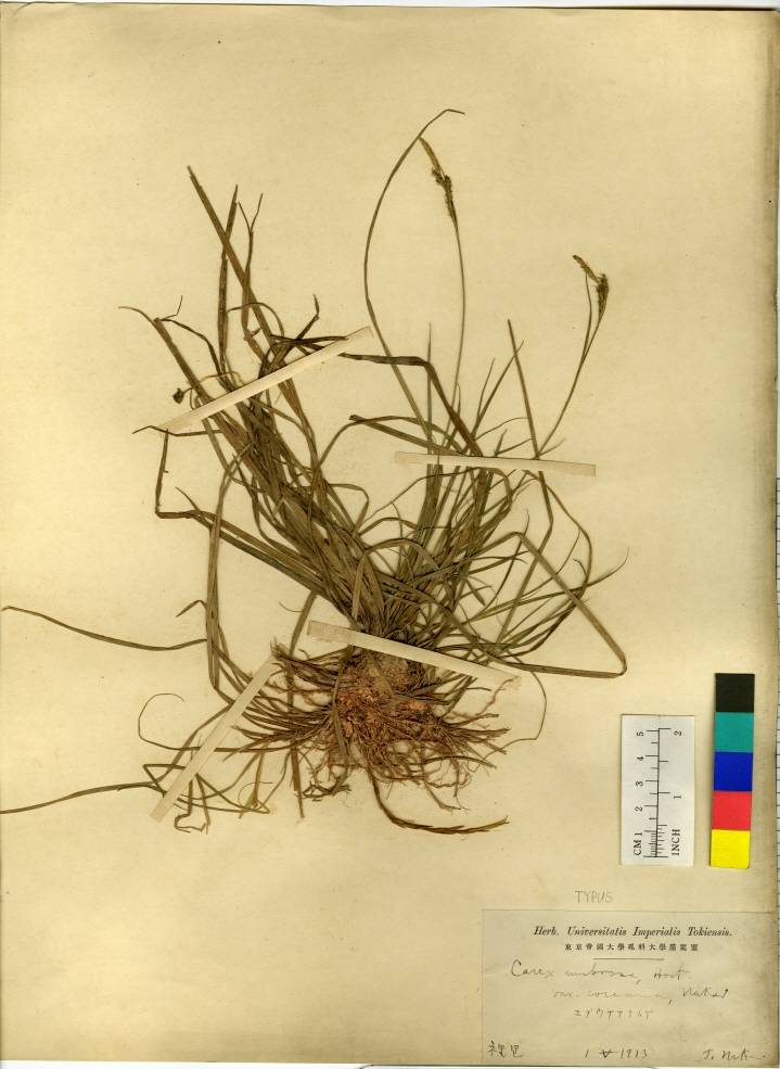 Carex fernaldiana image