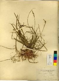 Carex fernaldiana image