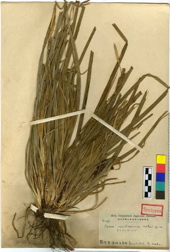 Carex matsumurae image