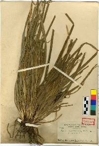Carex matsumurae image