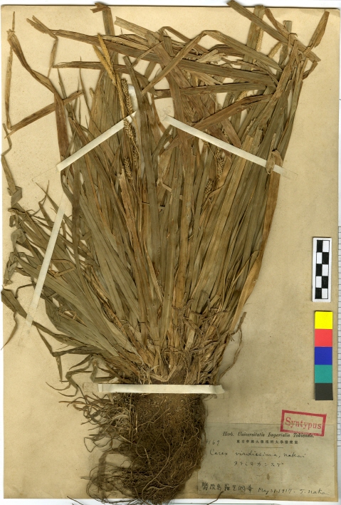 Carex matsumurae image