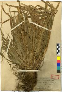 Carex matsumurae image