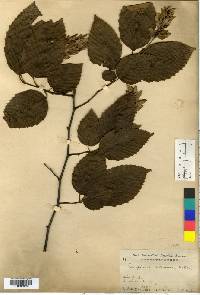 Carpinus tschonoskii image