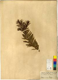 Cephalotaxus harringtonia image