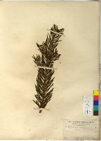 Cephalotaxus harringtonia image