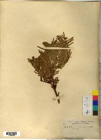 Cephalotaxus harringtonia image