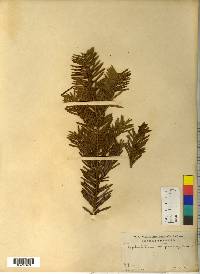 Cephalotaxus harringtonia image