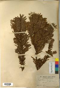 Cephalotaxus harringtonia image