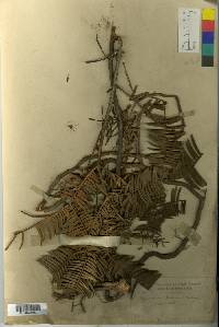 Cephalotaxus harringtonia image