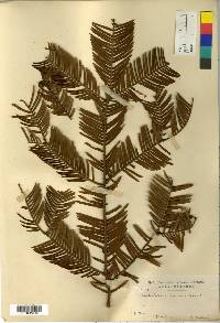 Cephalotaxus harringtonia image